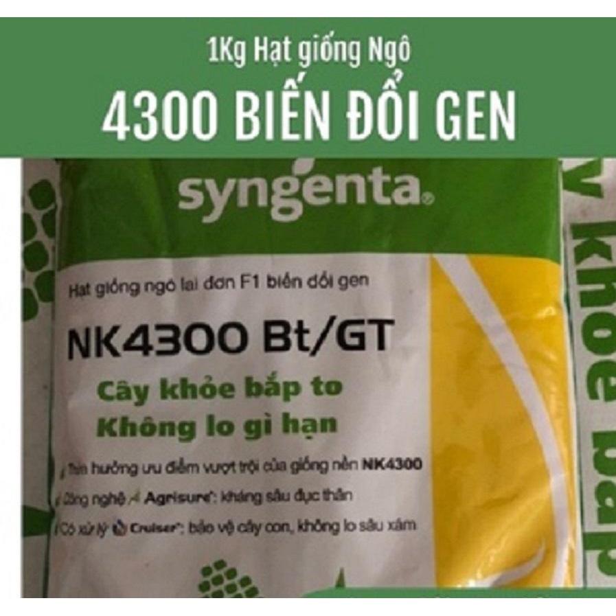 HẠT GIỐNG NGÔ LAI ĐƠN F1 NK4300 Bt/GT GÓI 500G SINH KHỐI TỐT
