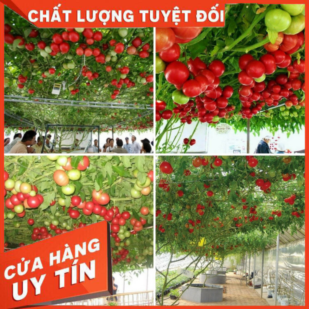 Cà Chua Bạch Tuộc ( Cà chua leo giàn) 10 hạt