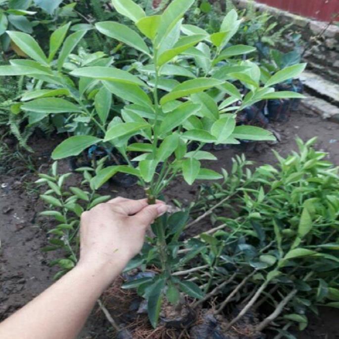 COMBO 2 giống cây chanh đào