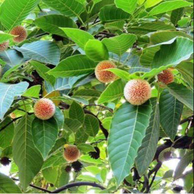 Cây giống Gáo vàng GIỐNG QUÝ HIẾM .