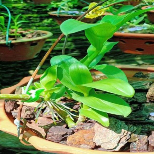 Kie Hoa phong lan phi điệp - 6 mắt thái bình