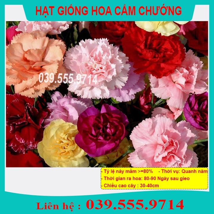Hạt Giống Cẩm Chướng Đơn Mix - Hoa trồng chậu tại nhà, sinh trưởng tốt