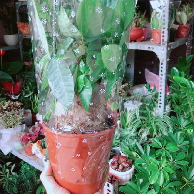 Kim Ngân 1 Thân Lớn