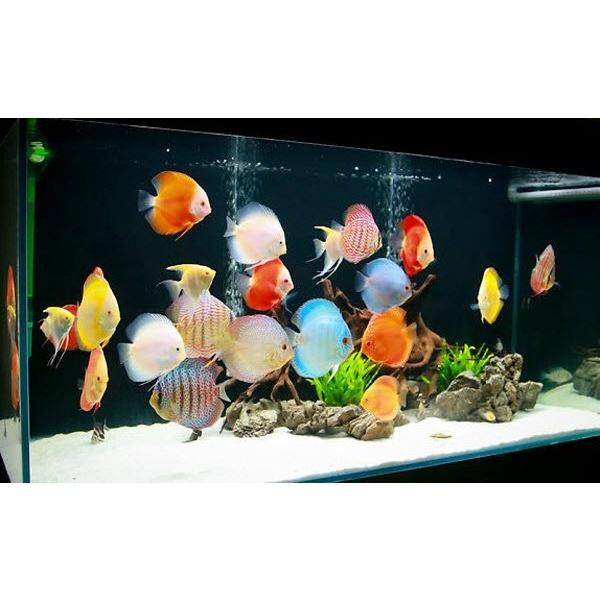 1,5 Lít Vi sinh quang hợp Psb làm trong và sạch nước xử lý chất thải hồ cá cảnh thủy sinh