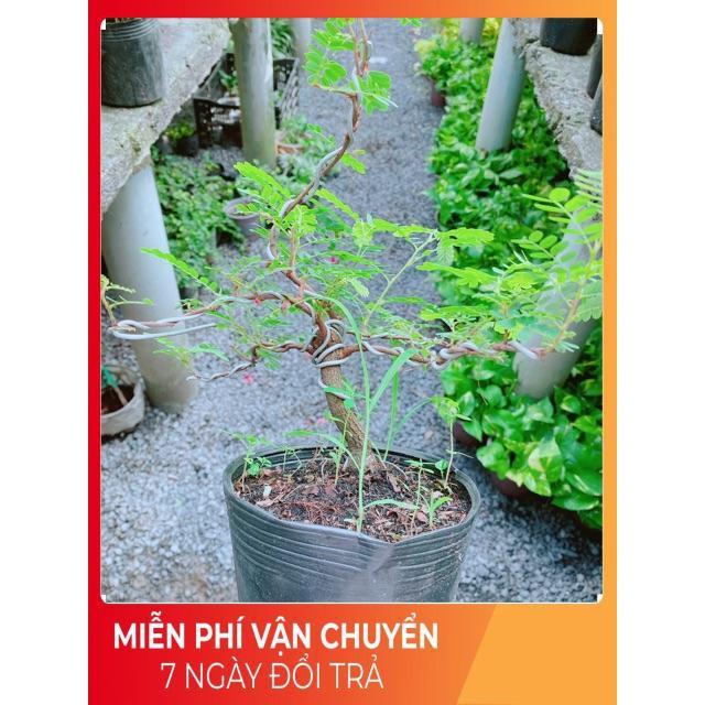 Cây Me Bonsai