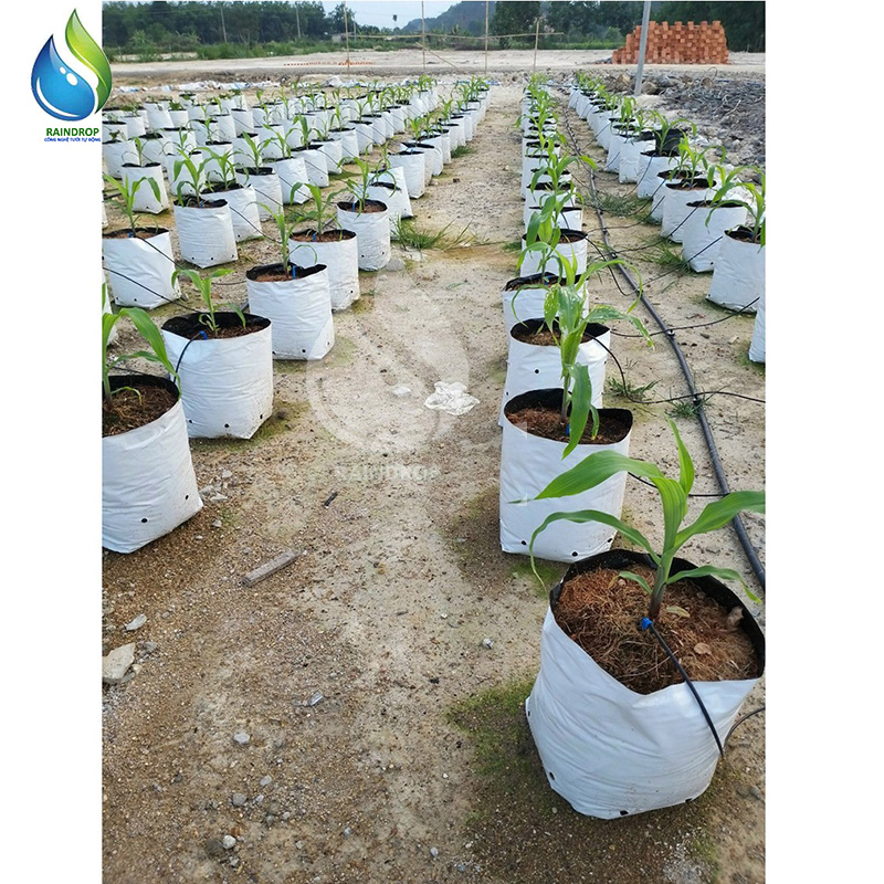 Que cắm nhỏ giọt 15cm