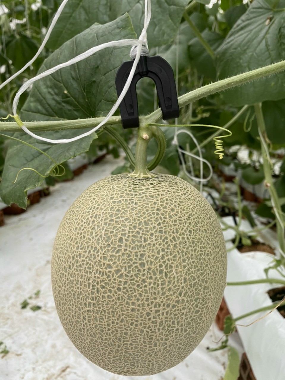 Dưa lưới đạm cá - 1 quả 1,2 kg - 1,4 kg