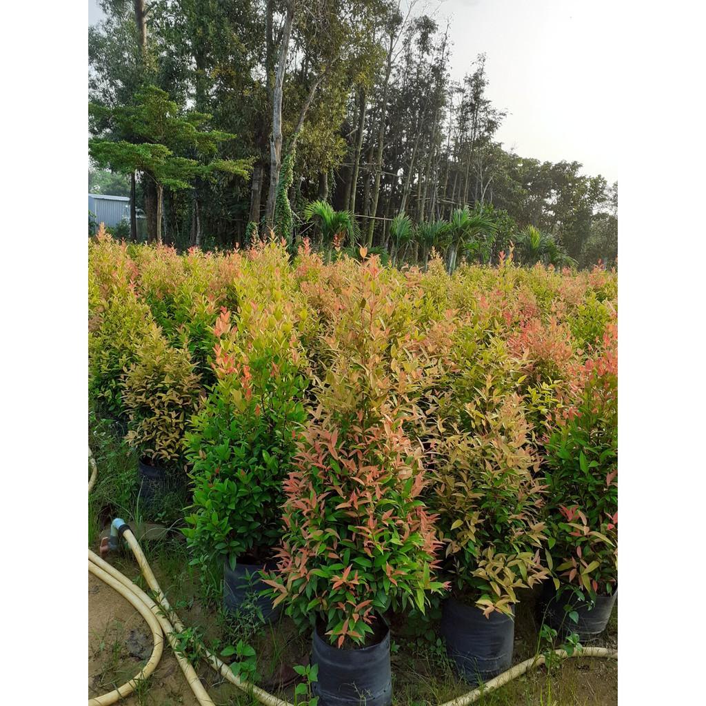 CÂY HỒNG LỘC - LOÀI CÂY MANG LẠI HỒNG PHÚC CHO GIA CHỦ + Tặng 01 cây dâu da đất