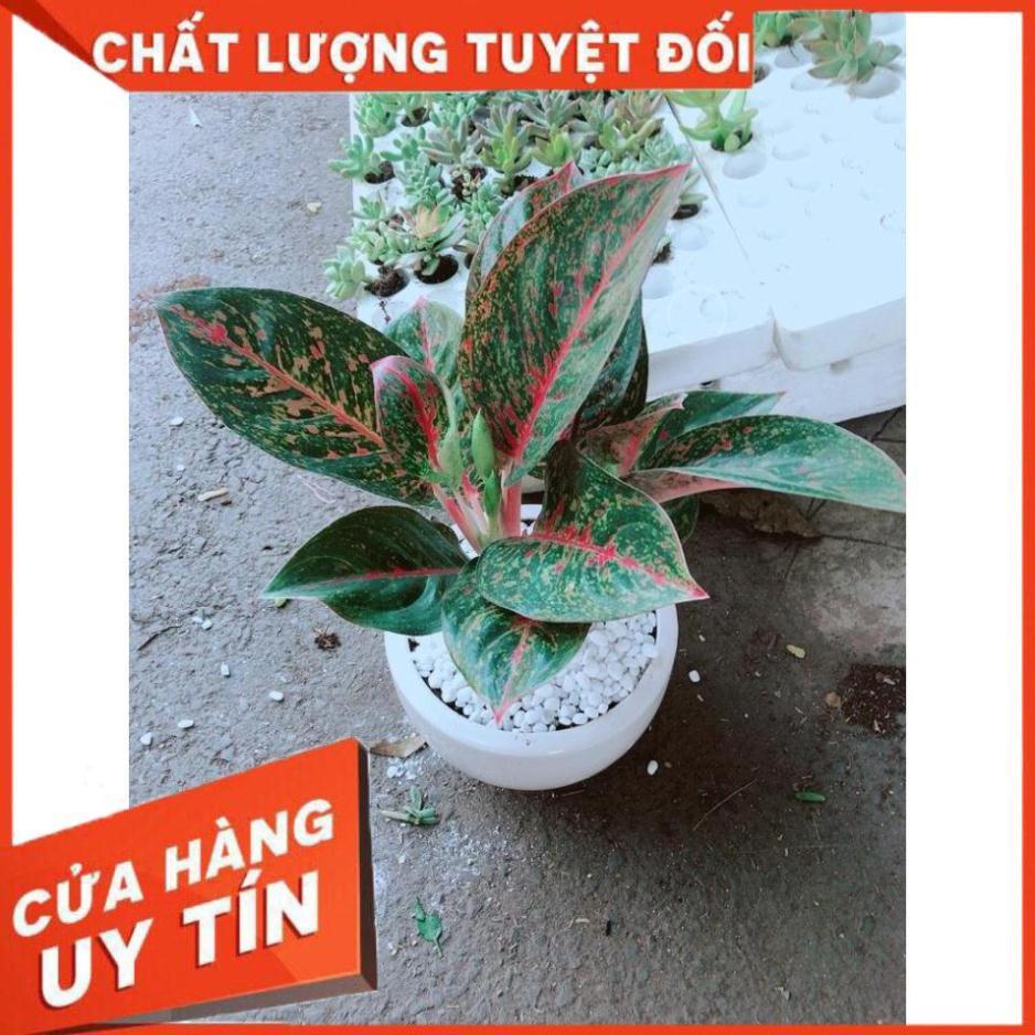 Chậu cây như ý Nhiều Người Mua