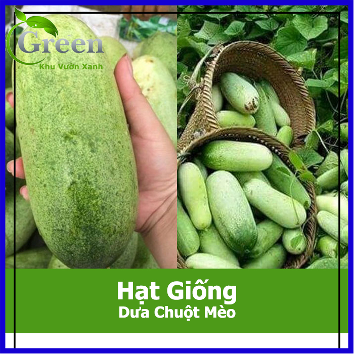 Hạt Giống Dưa Chuột Mèo Siêu To (20 H)