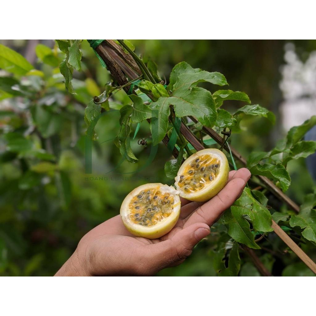 CÂY GIỐNG CHANH DÂY LÙN ĐÀI LOAN . )