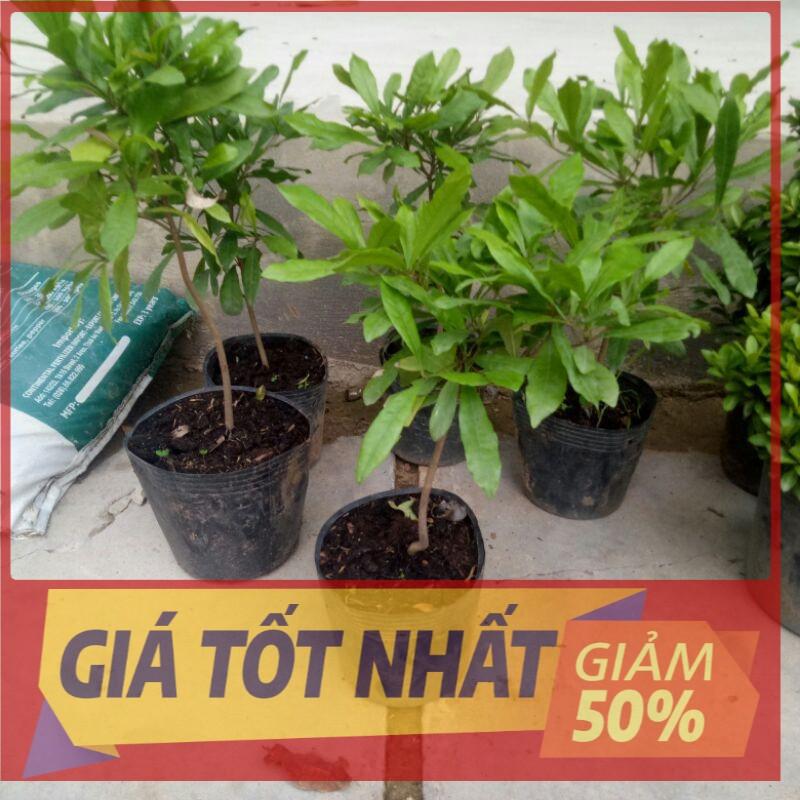 Cây thần kỳ