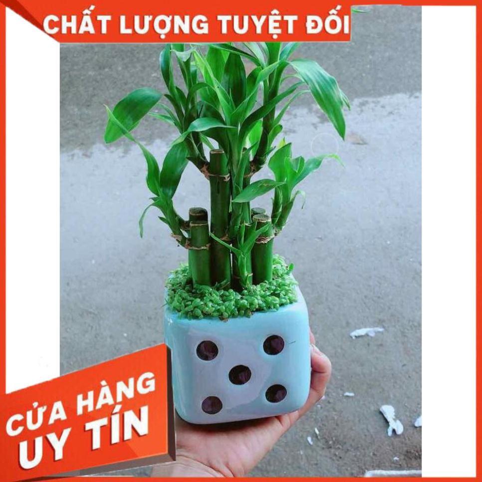 Chậu Trúc Phát Tài Nhiều Người Mua