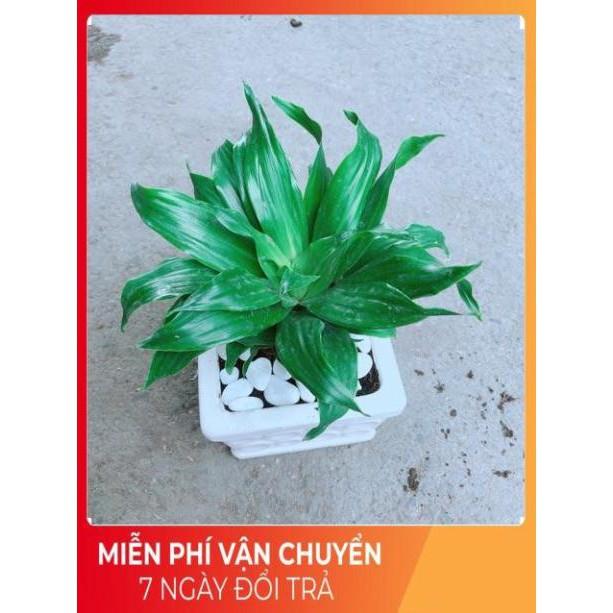 Chậu Cây Phát Tài