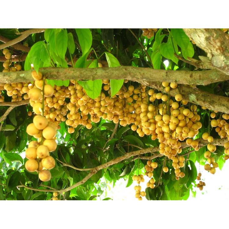 CÂY GIỐNG BÒN BON SIÊU NGON SIÊU QUẢ