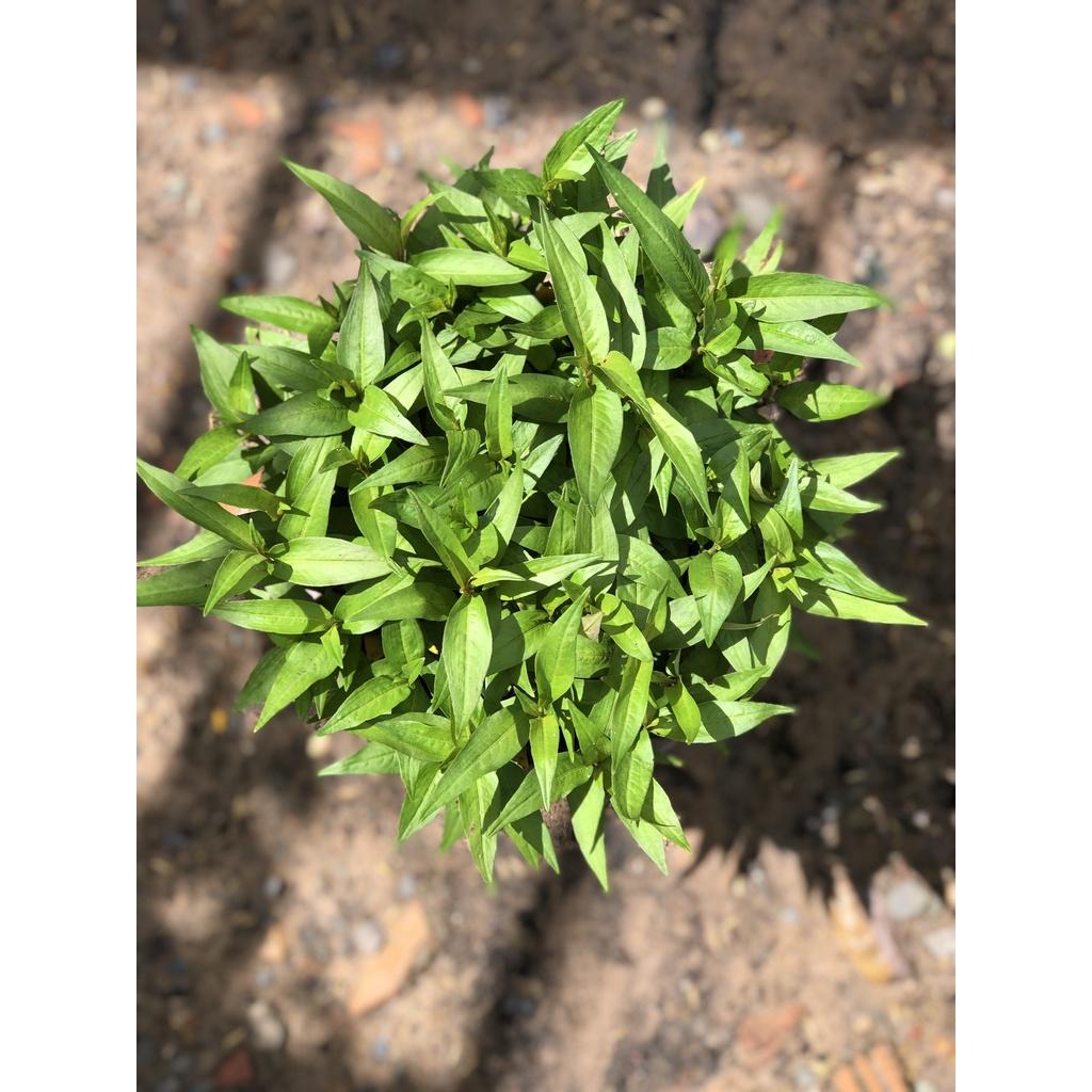 Chậu cây rau răm chỉ giao TP.HCM