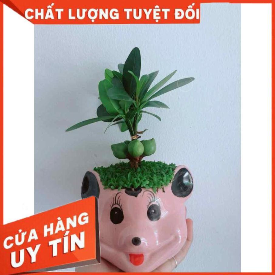 Chậu phát tài  Nhiều Người Mua