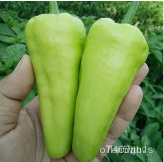 Hạt Giống Ớt Chuông Thái Lan - Gói 0,5gr khoảng 80 hạt