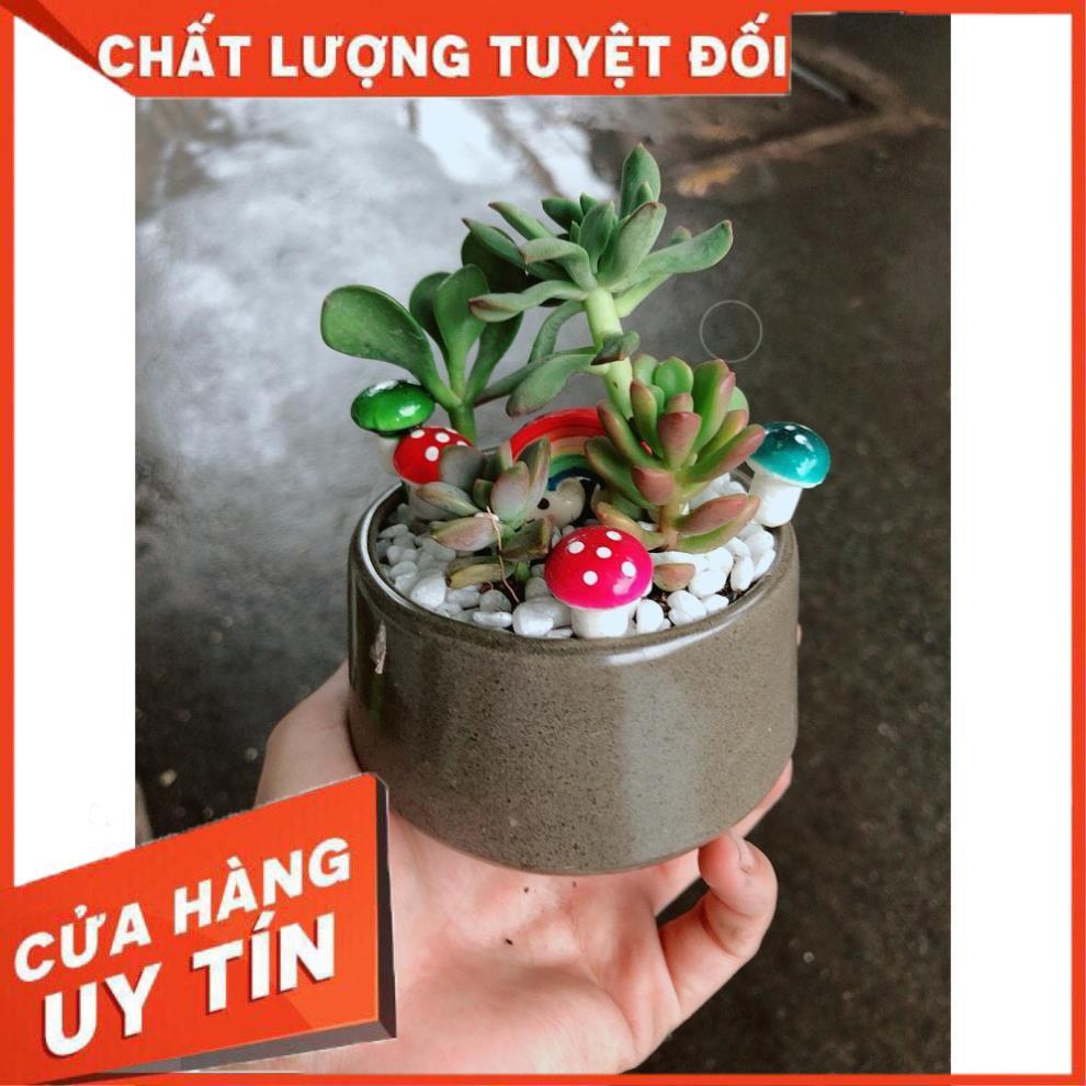 Chậu tiểu cảnh sen đá 4