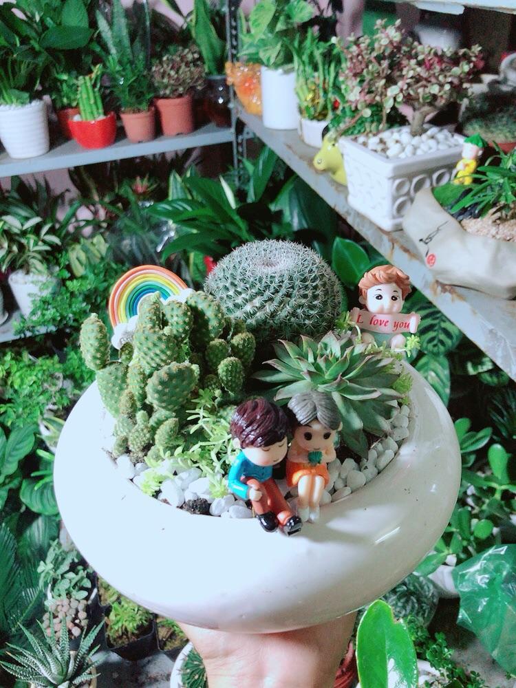 Chậu Cây Xương Rồng Tiểu Cảnh