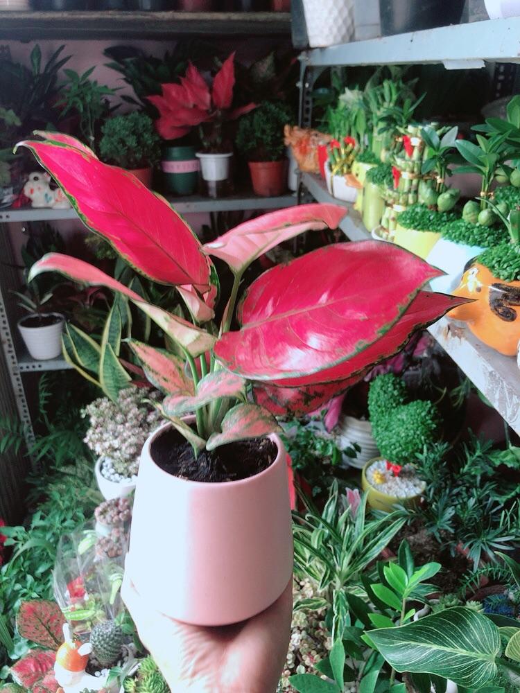 Chậu Cây Vạn Lộc Hồng