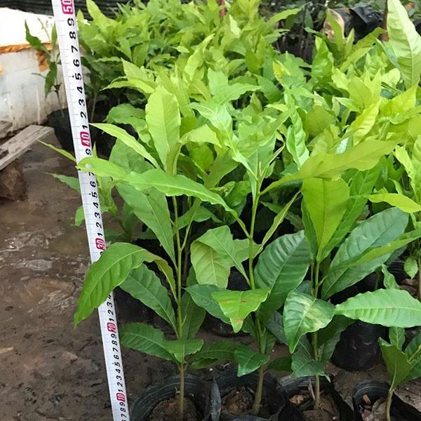 Cây giống vú sữa hoàng kim
