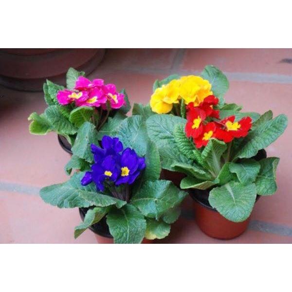 Combo 5 gói hạt giống hoa các loại dễ trồng – tặng 1 phân bón