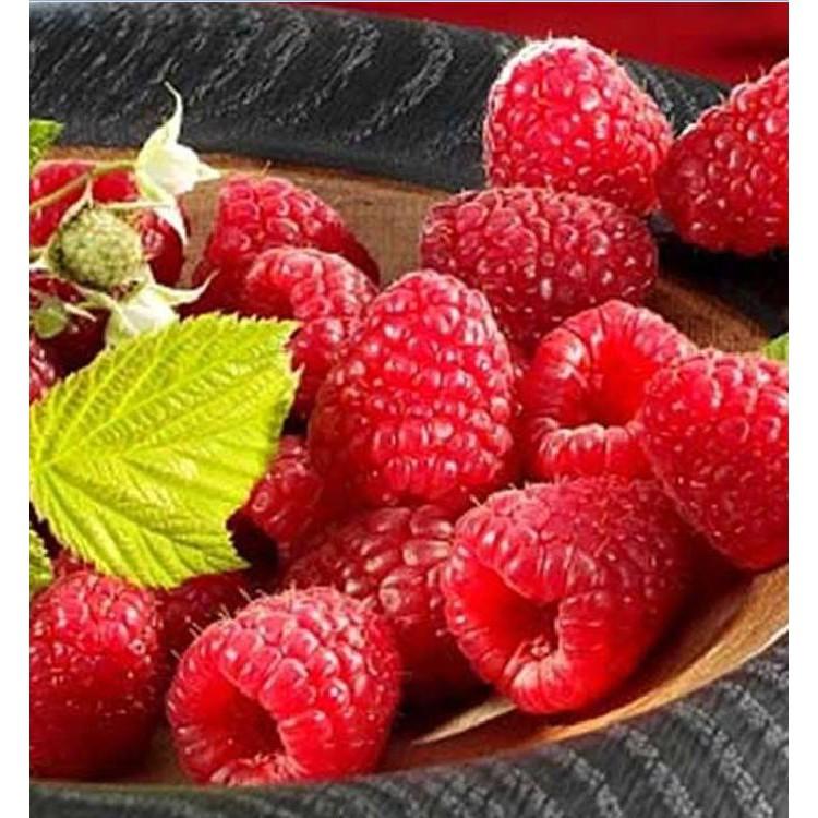 Hạt giống quả Mâm Xôi đỏ 30 hạt/gói