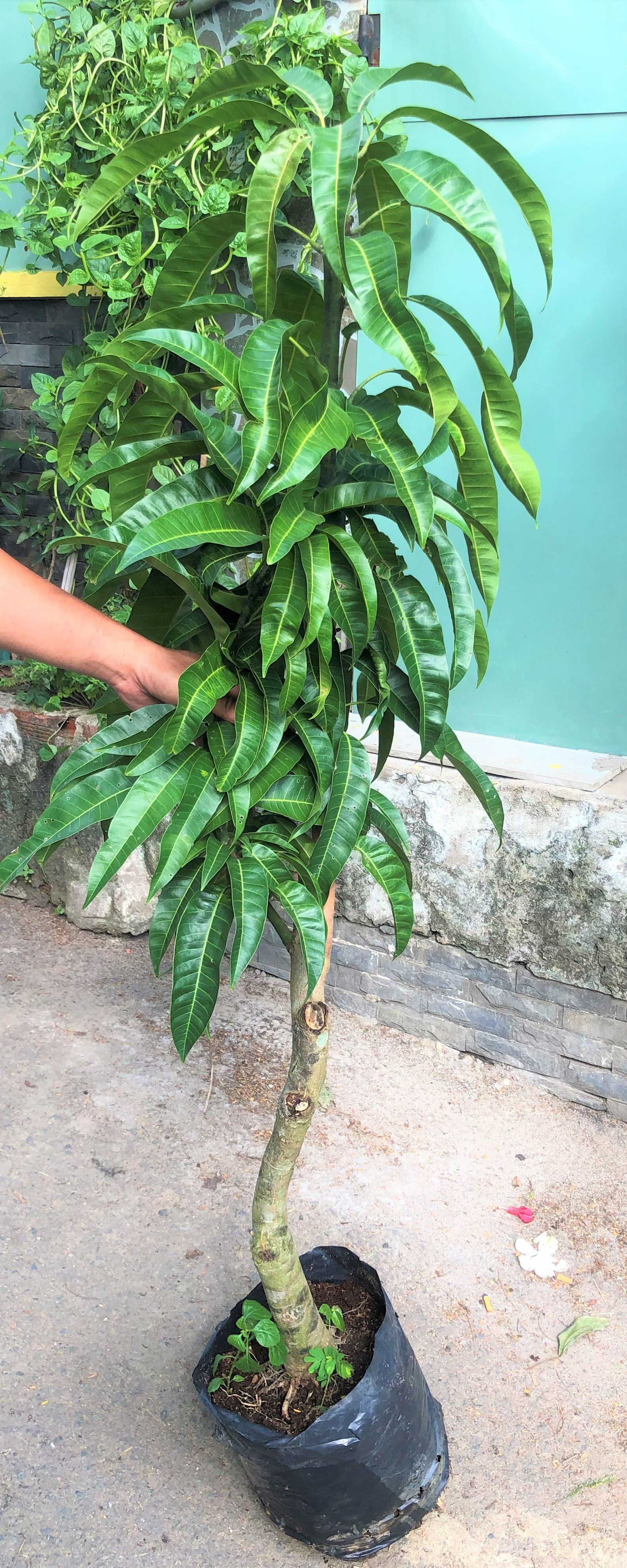 Cây xoài Úc cao 120 - 150 cm