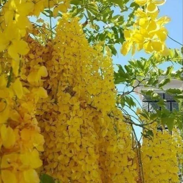 COMBO 3 CÂY HOA OSAKA VÀNG cây giống thuần chủng F1