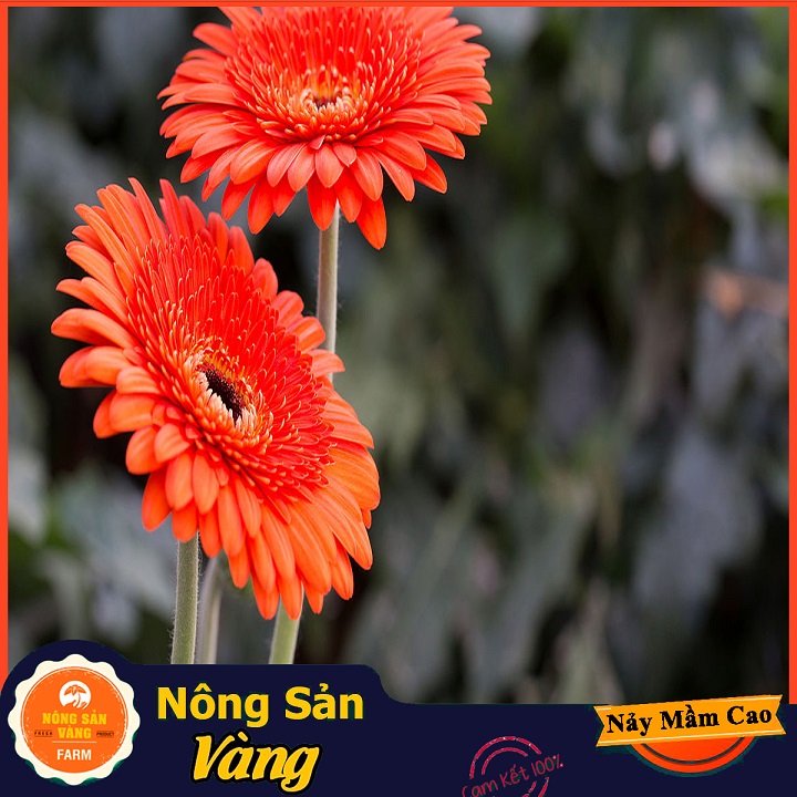 Hạt giống Hoa Đồng Tiền Nhiều Màu - Nông Sản Vàng