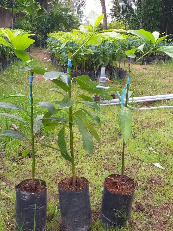 Cây giống Bơ Booth 7