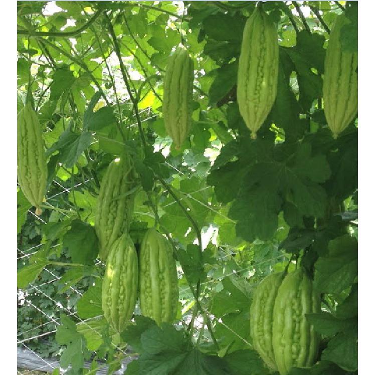 Hạt giống khổ qua mỡ ta 1 gói 10 hạt