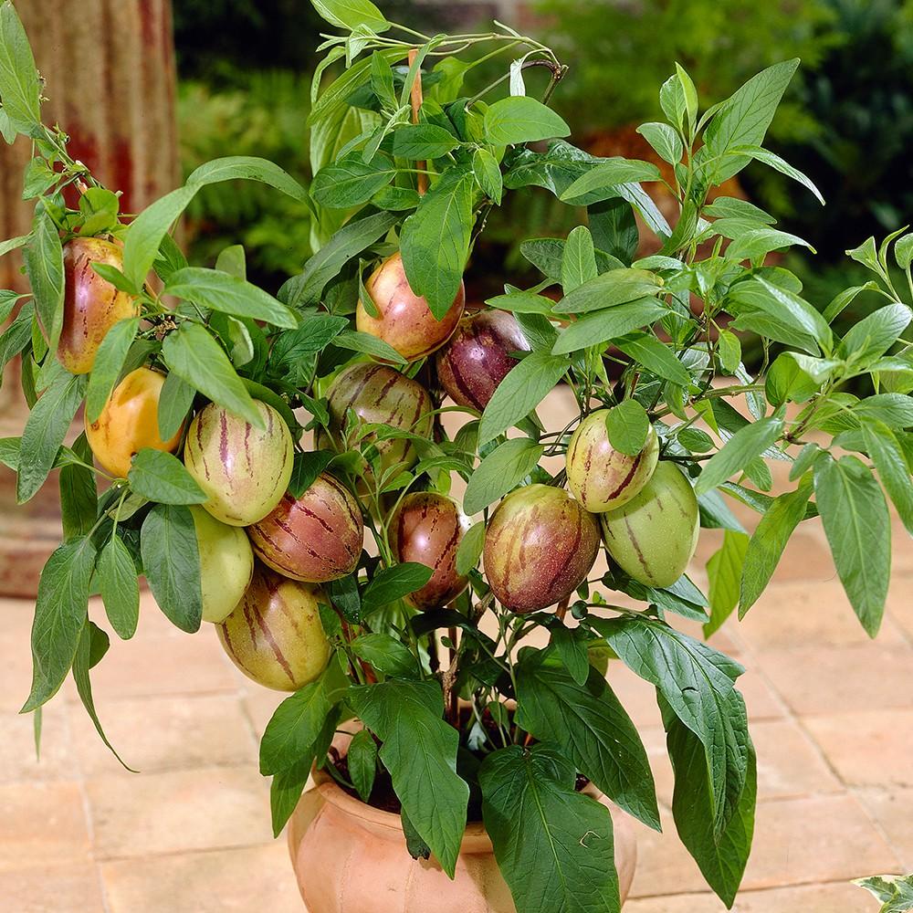 Hạt giống dưa hấu siêu ngọt F1 pepino 4 hạt/gói