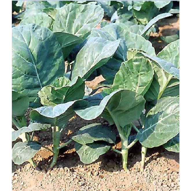 Combo 3 gói Hạt giống rau cải rổ - cải làn - 1 gói 10gram-tặng kèm gói phân bón lót