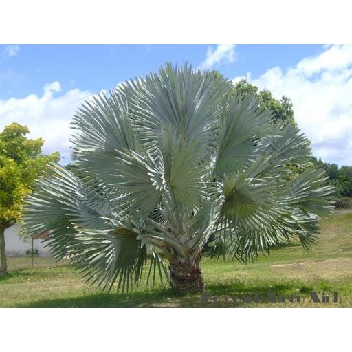 Cây giống Cọ Bạc