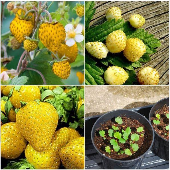 Hạt Giống Dâu Tây Vàng 100 hạt/gói