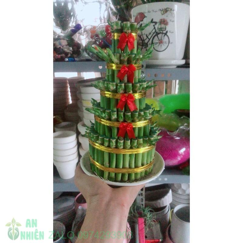 Trúc Phát Tài Kèm Dĩa