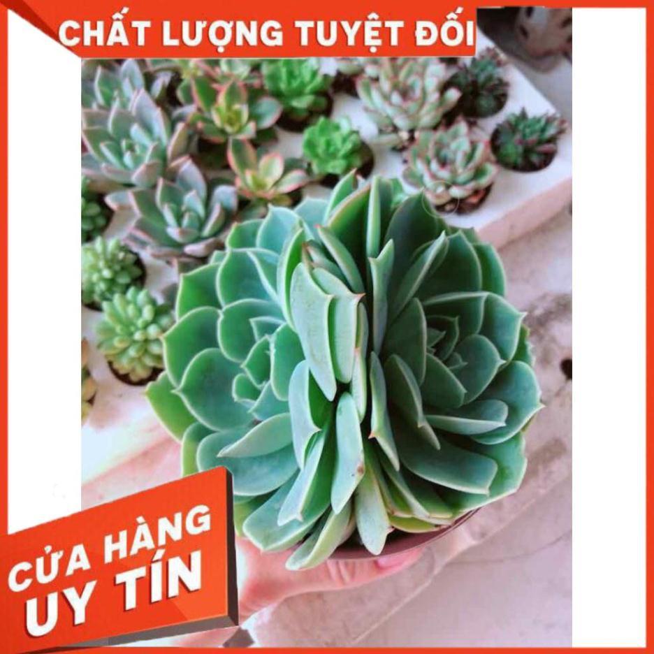 Combo sen đá xanh đất kèm chậu sứ trắng Nhiều Người Mua