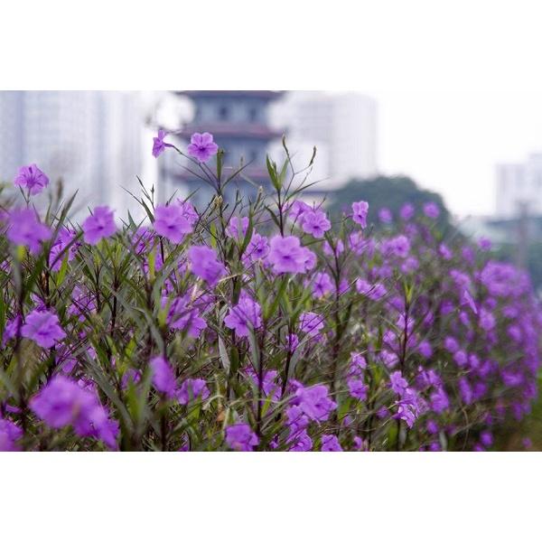 Combo 50 cây giống hoa chiều tím