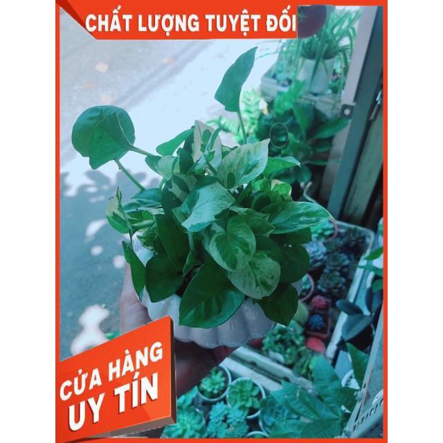 Chậu Trầu Bà Sữa
