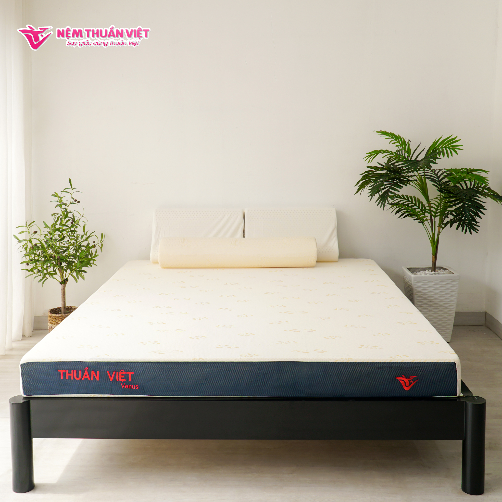 (1m8x2mx15cm) Nệm Foam Thuần Việt Venus - Nệm Ép Cuộn Thế Hệ Mới