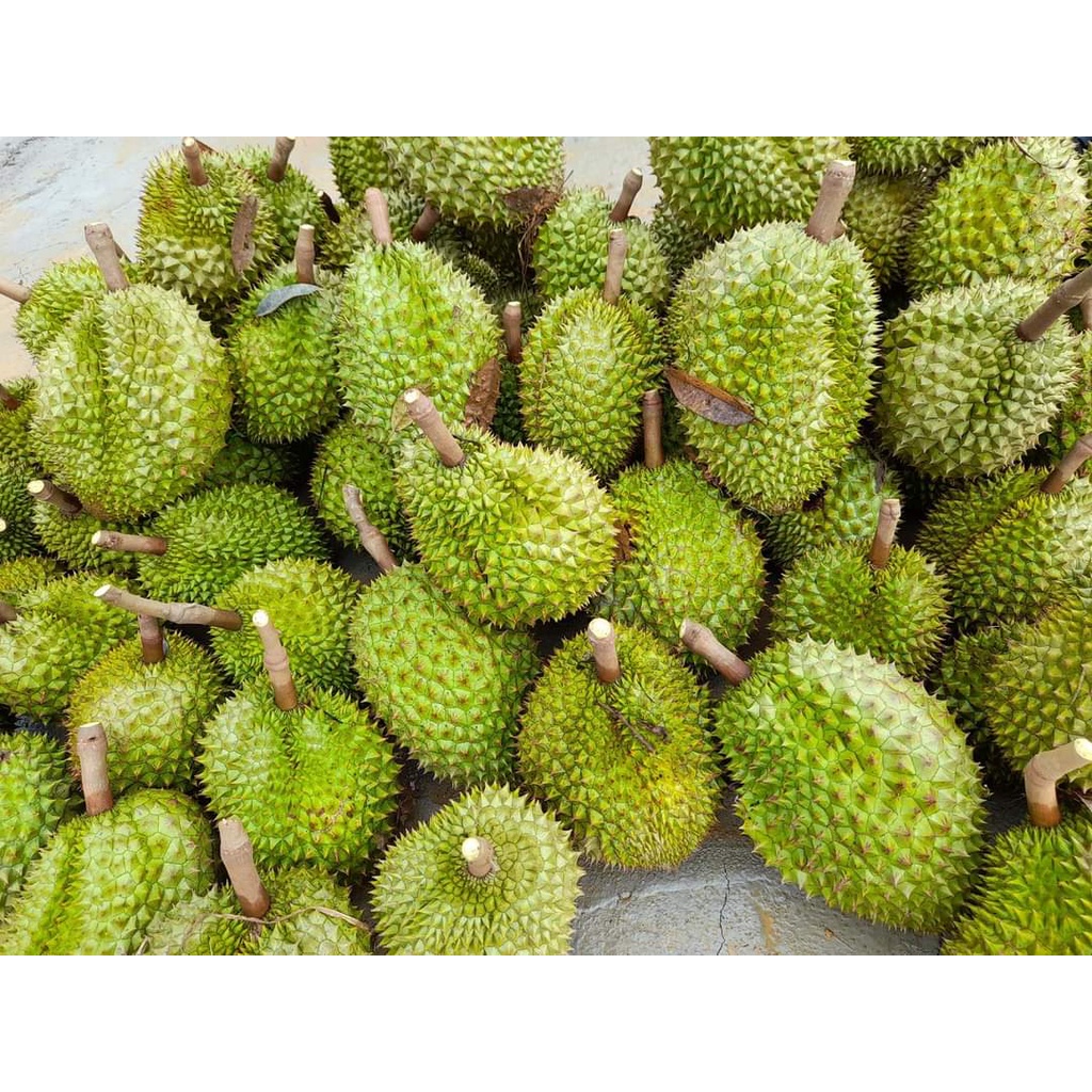 Cây Giống Sầu Riêng Thái Múi Dày Siêu Trái Siêu Sớm
