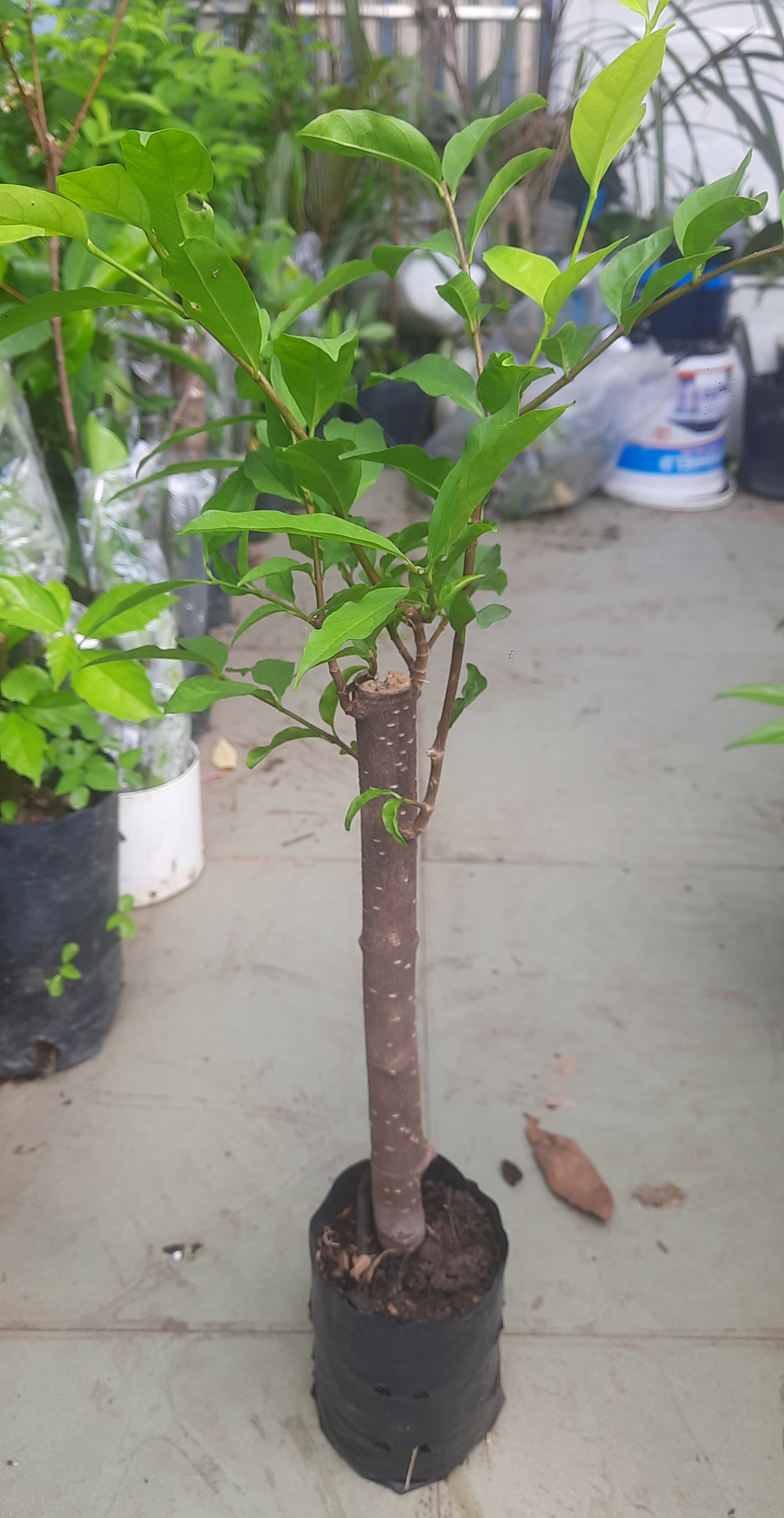 Cây mai chiếu thủy lá to, như hình