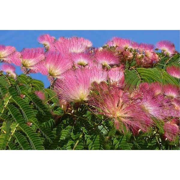 Cây me tây - cây giống