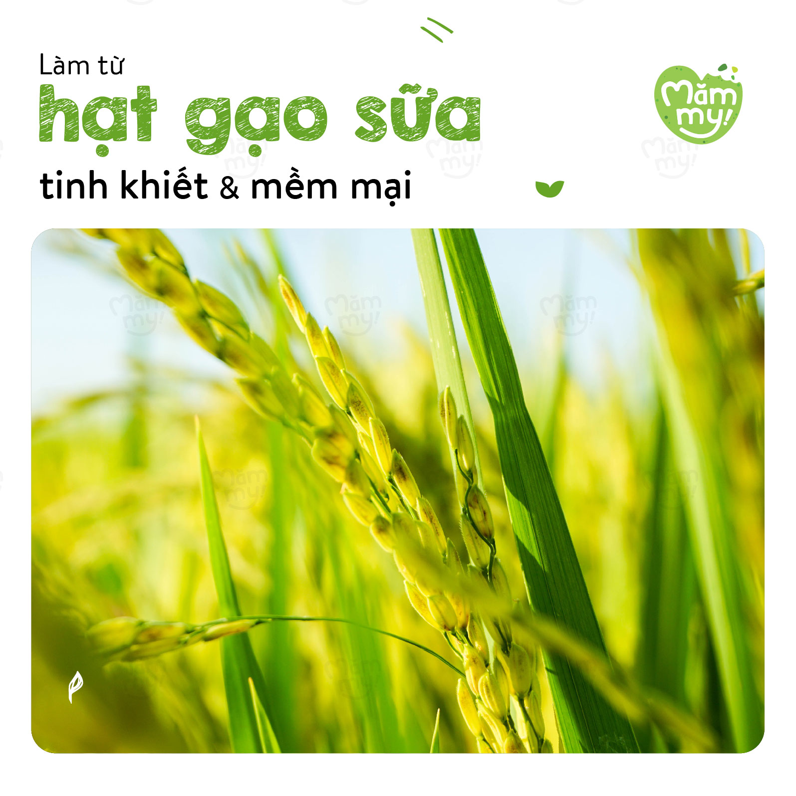 Bột ăn dặm trái cây mùa hè Mămmy kết hợp giữa sữa, chuối và đào bổ sung vitamin cho bé yêu - 140gr