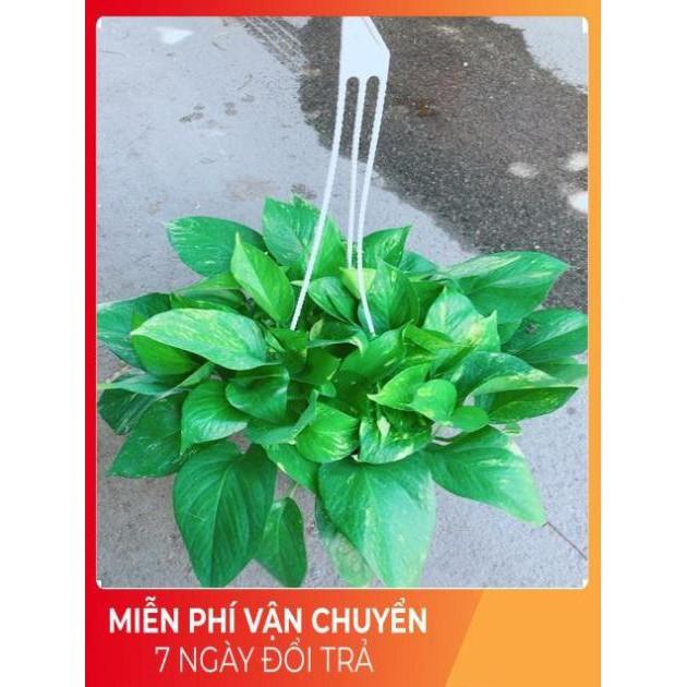 Chậu Trầu Bà Thái Size Đại