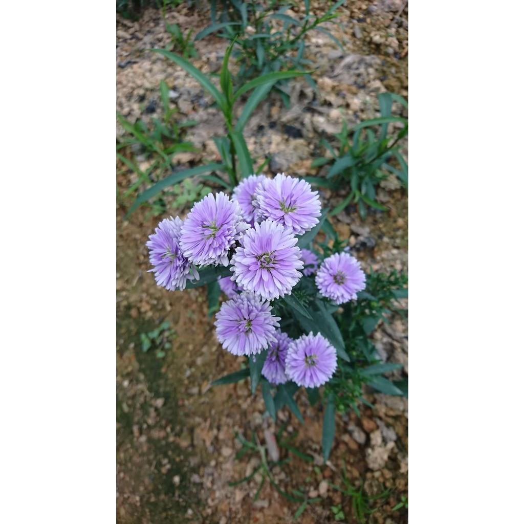 Hoa thạch thảo kép lùn siêu hoa đủ màu - cây giống nhỏ ươm bầu