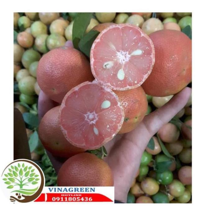 Sản phẩm Cây Ăn Trái cây chanh đào