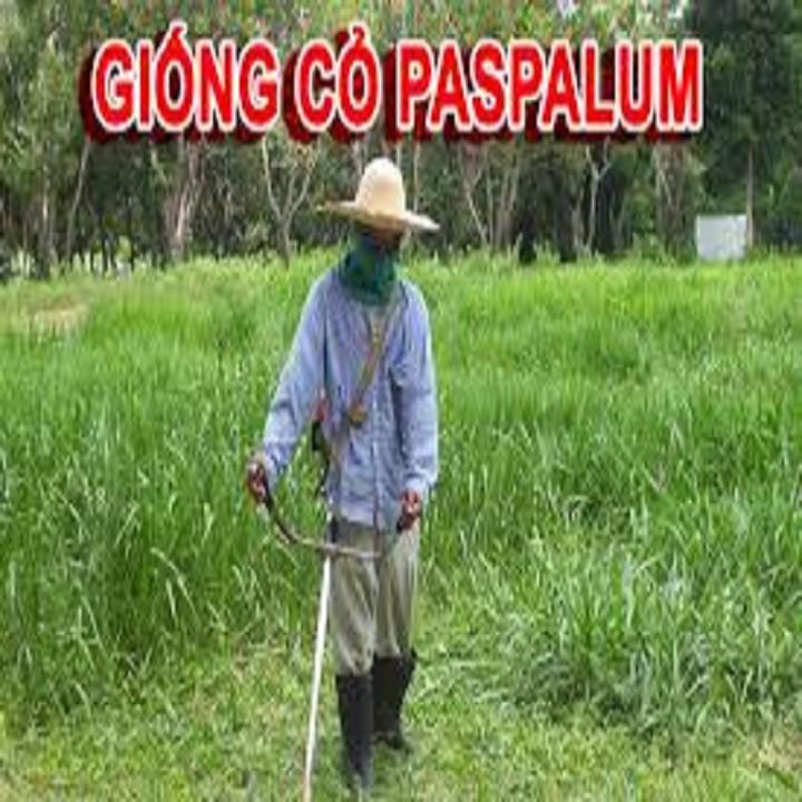 Hạt giống cỏ chịu ngập Paspalum 1kg